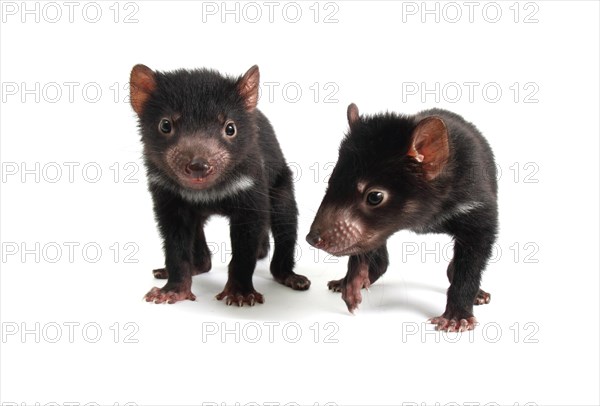 Tasmanian Devil (Sarcophilus harrisii)