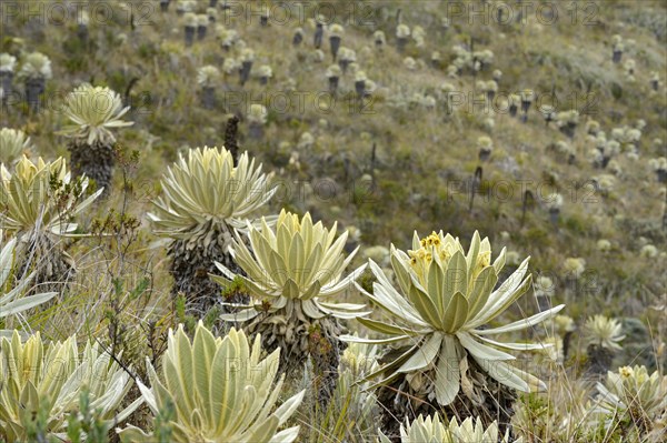 Frailejon or Fraylejon (Espeletia pycnophylla) plants in the paramo landscape