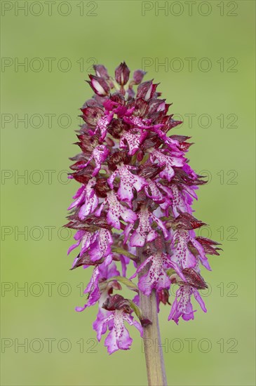 Lady Orchid (Orchis purpurea)