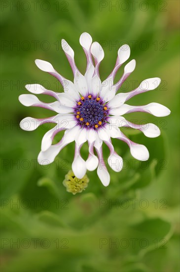 Cape marguerite (Dimorphotheca ecklonis