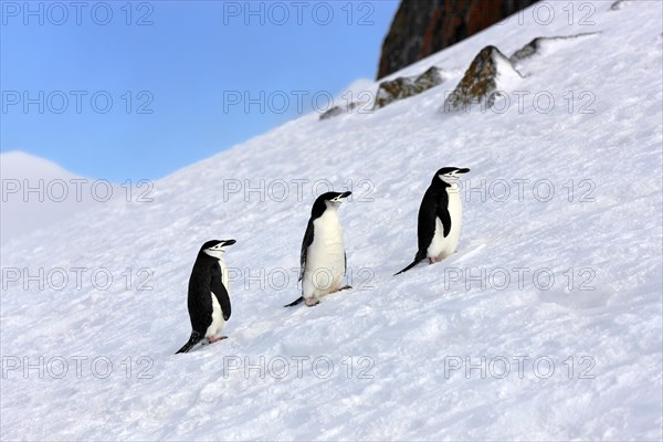 Chinstrap penguins (Pygoscelis antarctica)