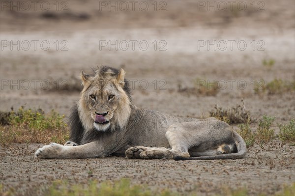 Lion (Panthera leo)