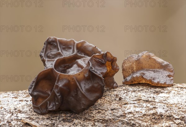 Black Witches' Butter