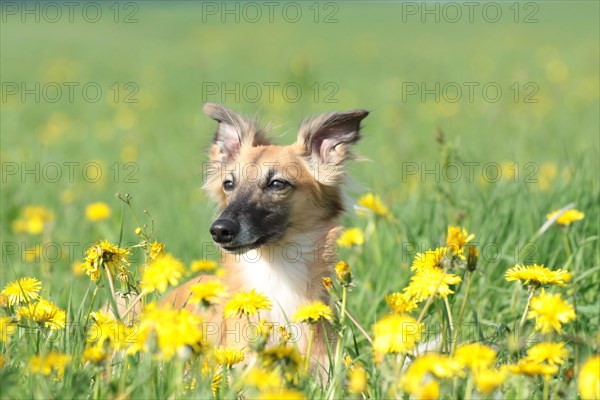 Longhaired Whippet lying on dandelion meadow