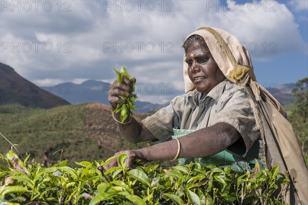 Tea plucker picking tea leaves by hand