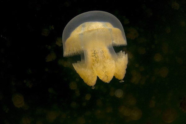 Golden Medusa or Papuan Jellyfish (Papua Mastigias)