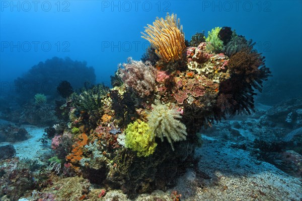 Coral block with lots of Feather Stars (Crinoidea)