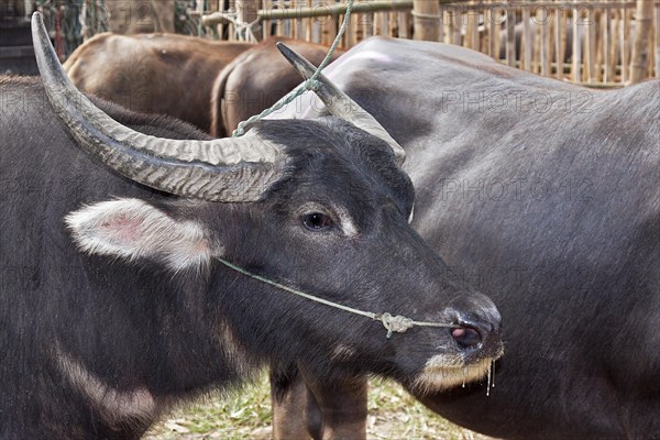 Water Buffalo (Bos arnee