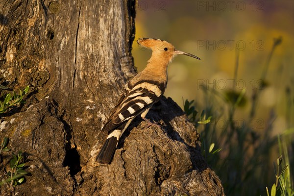 Hoopoe (Upupa epops) at nesting hole