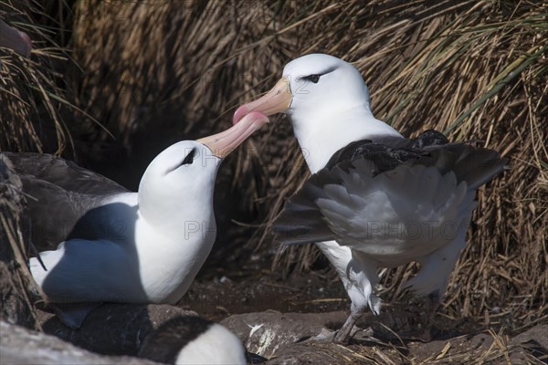 Black-browed Albatross or Black-browed Mollymawk (Thalassarche melanophris) returning to its nest and being welcomed by its brooding partner
