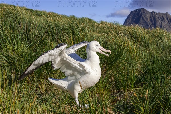 Wandering Albatross (Diomedea exulans) at its nesting site