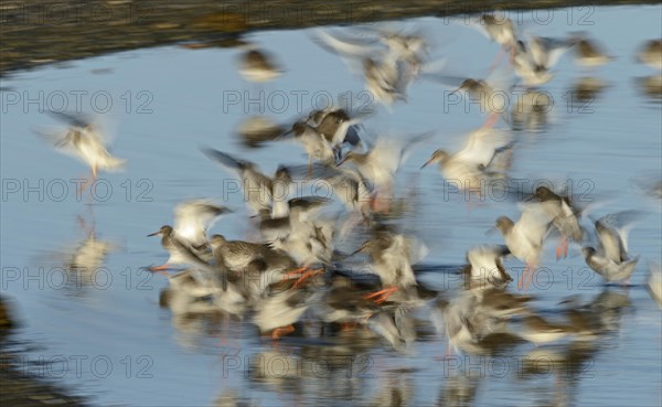 Redshank (Tringa totanus) at high tide roost