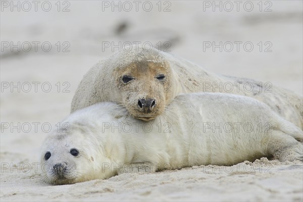 Grey Seals (Halichoerus grypus)