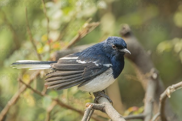 Oriental Magpie-Robin (Copsychus saularis)