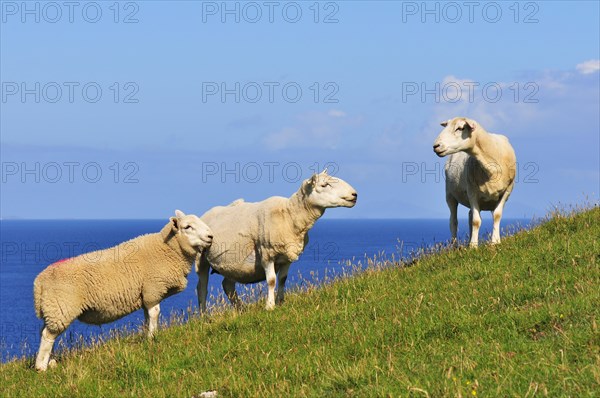 Three sheep on a meadow