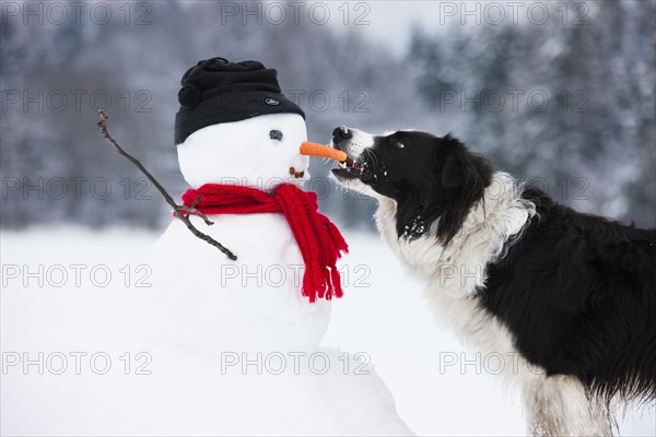 Border Collie