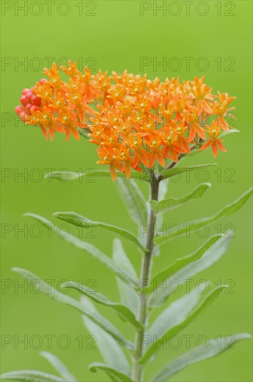 Garden Montbretia (Crocosmia x crocosmiiflora)