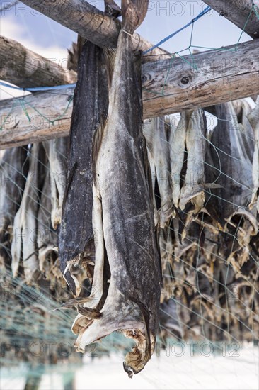 Dried cod