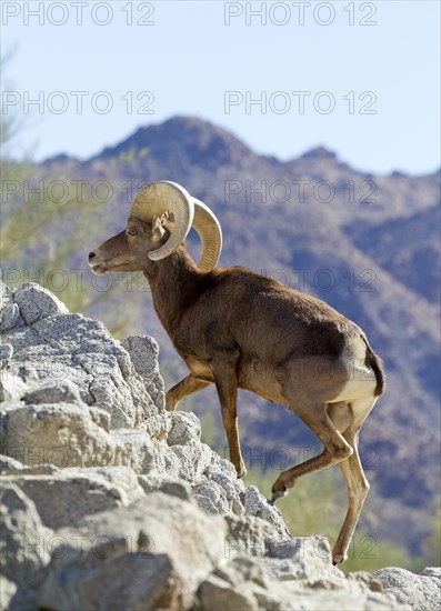 Bighorn Sheep (Ovis canadensis)