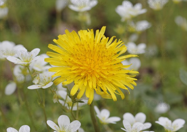 Dandelion (Taraxacum) surrounded by Musky Saxifrage or Mossy Saxifrage (Saxifraga moschata)