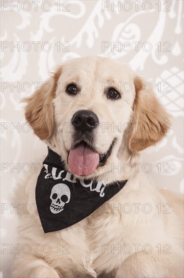 Golden Retriever wearing a skull handkerchief