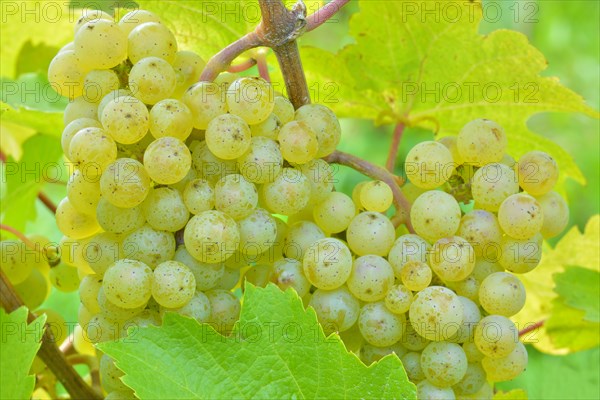 Ripe grapes