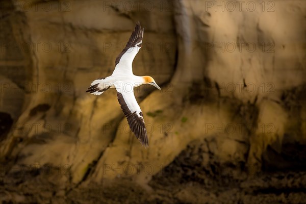 Australasian Gannet (Morus serrator)