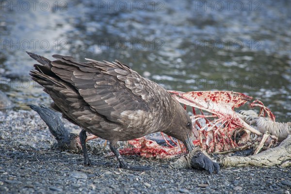 South Polar Skua (Stercorarius maccormicki) feeding on the carcass of a King Penguin (Aptenodytes patagonicus)