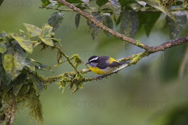 Bananaquit (Coereba flaveola)