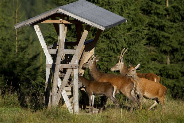 Red Deer (Cervus elaphus)