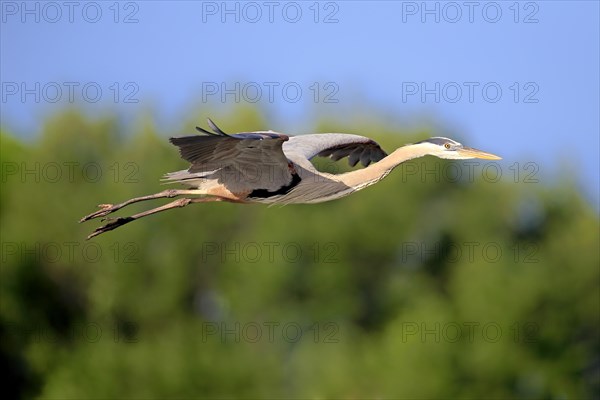 Great Blue Heron (Ardea herodias)