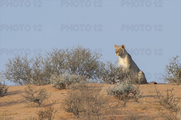 Lion (Panthera leo)