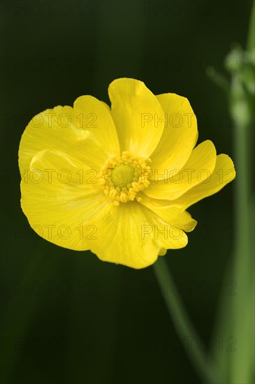 Greater Spearwort or Water Spearwort (Ranunculus lingua)