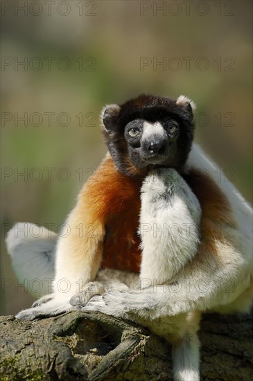 Crowned Sifaka (Propithecus coronatus