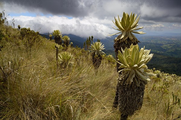 Frailejon or Fraylejon (Espeletia pycnophylla) plants in the paramo landscape