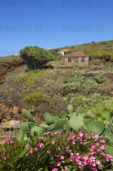 Old farmhouse with a Canary Islands Dragon Tree (Dracaena draco)