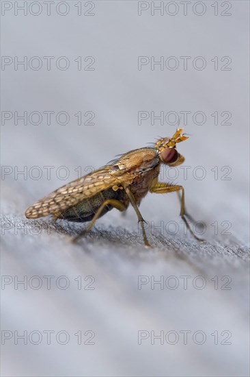 Yellow dung fly (Scathophaga stercoraria)