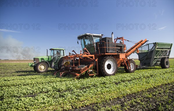 Farm machinery harvesting radishes at Roth Farms