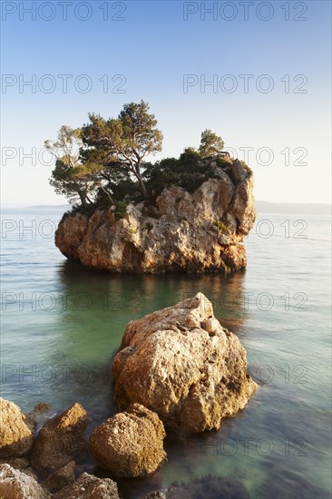 Tree growing on a rock in the sea