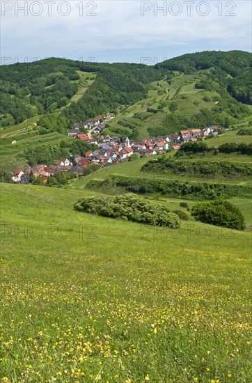 View from Mt Badberg of the village of Schelingen