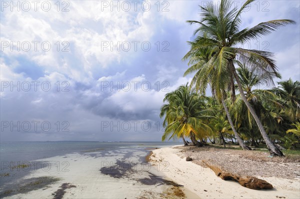 Lonely beach with palm trees