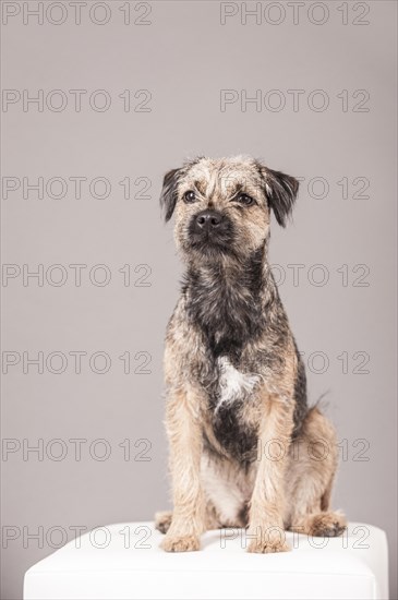 Border Terrier sitting on a stool