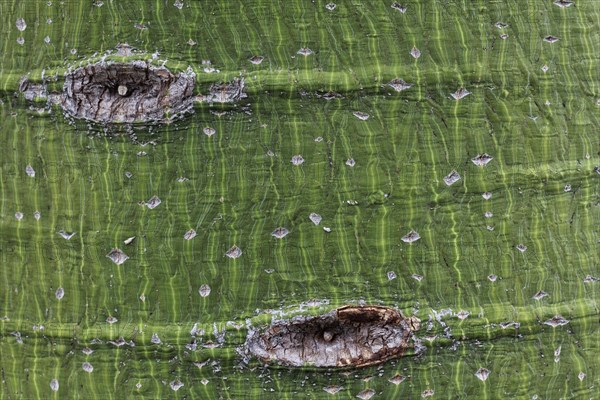 Trunk of the Kurrajong tree (Brachychiton populneus)