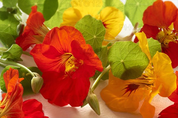 Fresh Nasturtium (Tropaeolum)