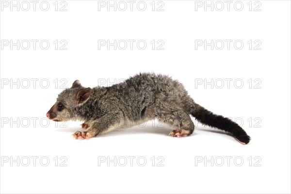 Common Brushtail Possum (Trichosurus vulpecula)