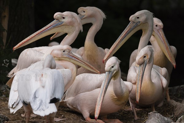 Great White Pelicans (Pelecanus onocrotalus)