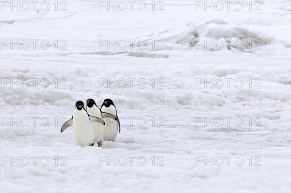 Three Adelie Penguins (Pygoscelis adeliae)