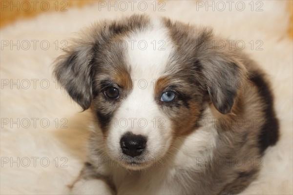 Miniature American Shepherd