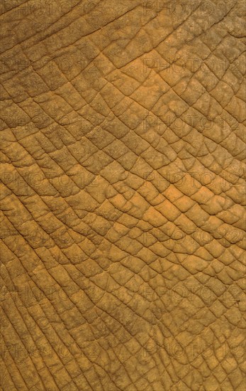 African Elephant (Loxodonta africana)