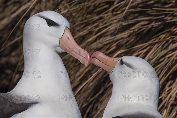 Black-browed Albatross or Black-browed Mollymawk (Thalassarche melanophris) returning to its nest and being welcomed by its brooding partner
